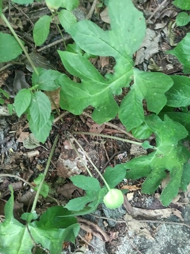 Dorstenia drakena