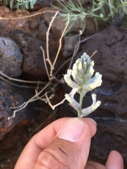 Sophora nuttalliana
