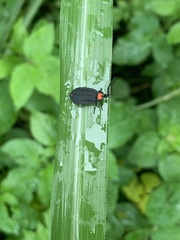Pyrocoelia formosana