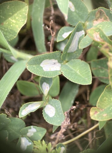 Porphyrosela minuta