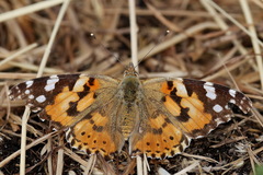 Painted Lady