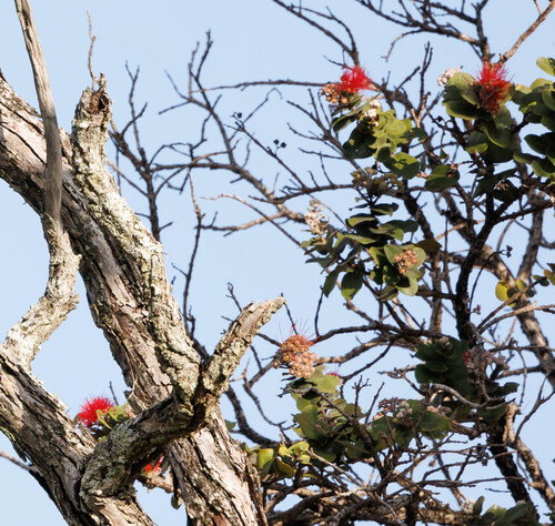 Metrosideros polymorpha observed 2026-04-22