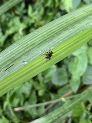 Trichochrysea
