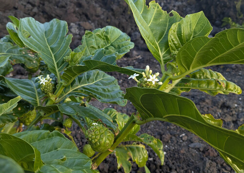 Morinda citrifolia observed 2026-04-22