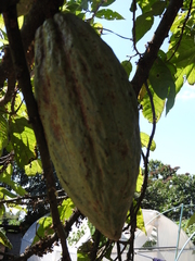Theobroma cacao