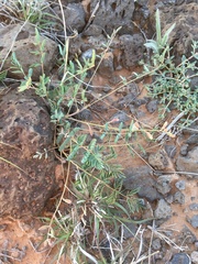 Hoffmannseggia drepanocarpa