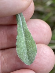 Gamochaeta calviceps