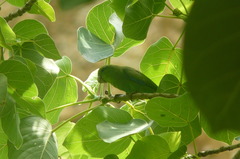 Forpus cyanopygius insularis