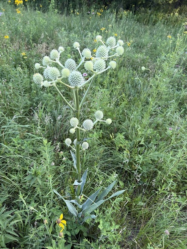 rattlesnake master