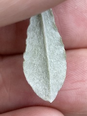 Gamochaeta calviceps