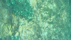 Ophioblennius steindachneri