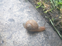 Cornu aspersum