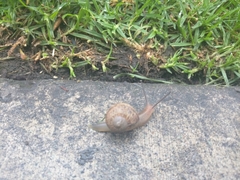Cornu aspersum
