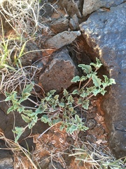 Acleisanthes diffusa