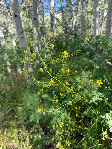 iNaturalist observation photo of Camelinodae