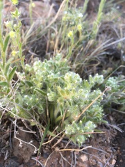 Cryptantha crassisepala