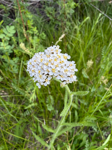 iNaturalist observation photo of common yarrow