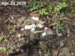 Nyctereutes procyonoides