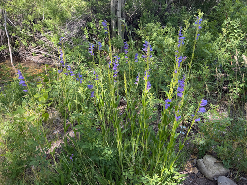 iNaturalist observation photo of Rocky Mountain beardtongue