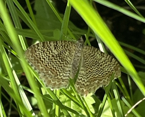 scallop shell moth