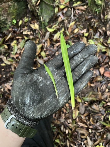 Cymbidium floribundum observed 2026-06-30