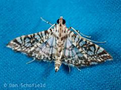 Glyphodes onychinalis