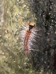 Lymantria xylina