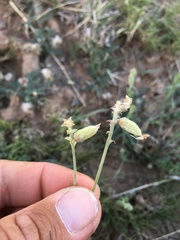 Astragalus pictiformis