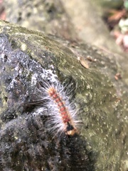 Lymantria xylina