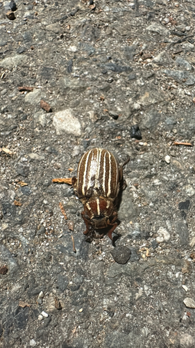 iNaturalist observation photo of Ten-lined June Beetle