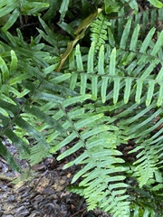 Microlepia hookeriana