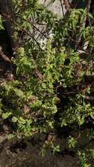 Ocimum basilicum