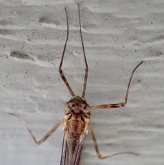 Siphlonuridae