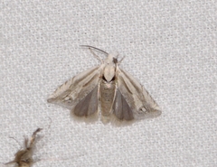 Eucosma striatana