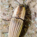 Chalcolepidius limbatus - Photo (c) Gerónimo Martín Alonso, some rights reserved (CC BY-NC-ND), uploaded by Gerónimo Martín Alonso