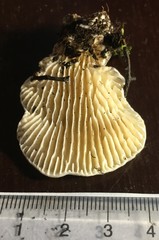 Trametes vespacea