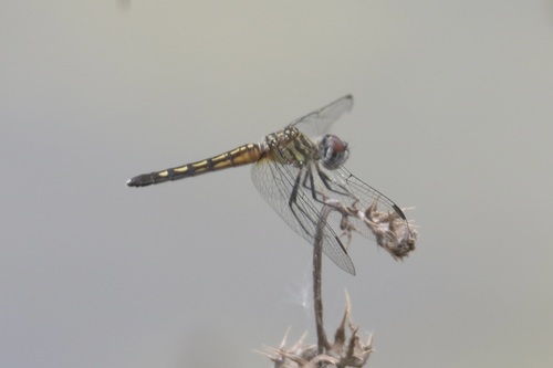 Blue Dasher