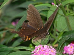 Papilio bianor thrasymedes