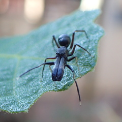 Myrmarachne macaulayi