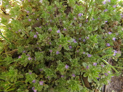 Pogogyne serpylloides