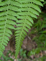 author not stated, no rights reserved Macrothelypteris torresiana, photograph author not stated, no rights reserved