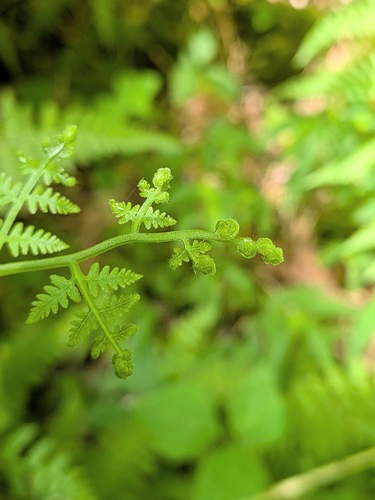 Macrothelypteris torresiana, photograph 6