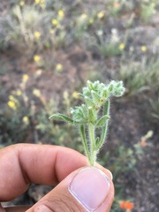 Cryptantha crassisepala