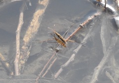 Limnoporus dissortis