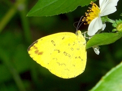 Eurema blanda