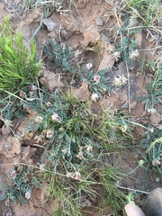 Astragalus pictiformis