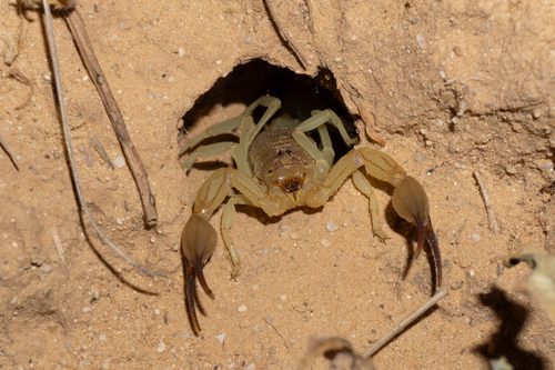 Androctonus australis
