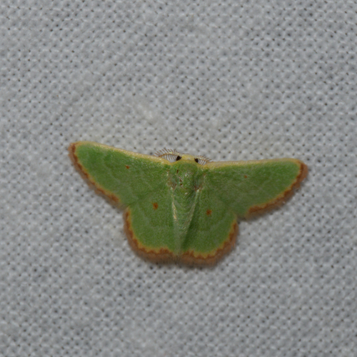 Eucrostes indigenata