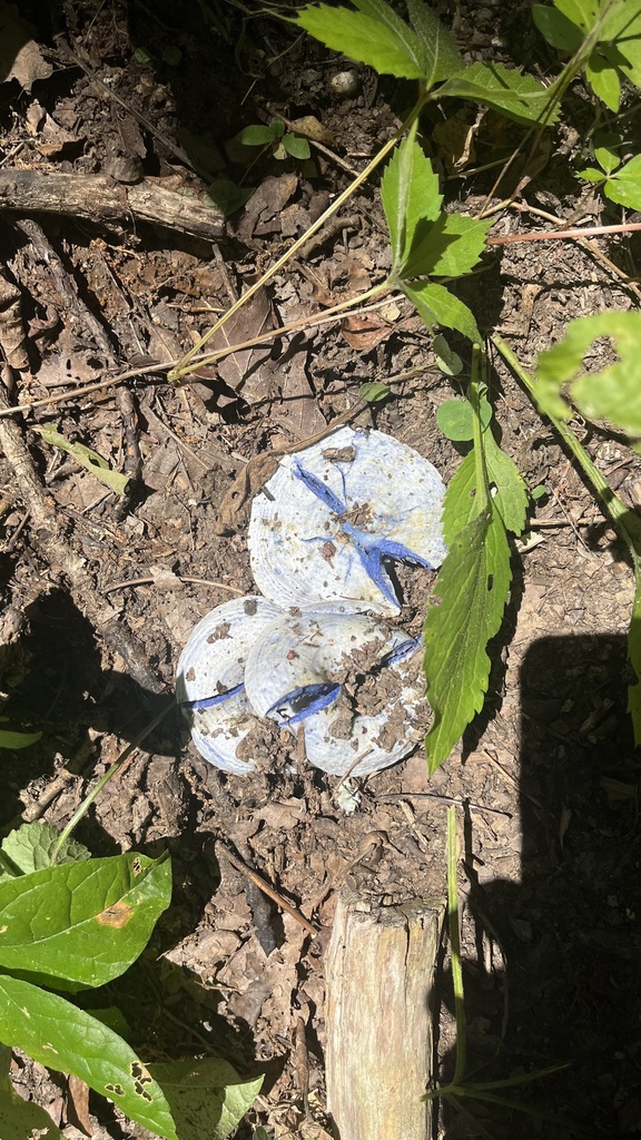 indigo milk cap · July 2026 · photo: Photo: (c) diana schwartz, some rights reserved (CC BY) · iNaturalist