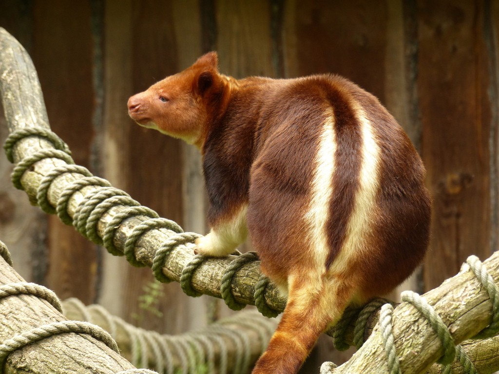 Goodfellow's Tree Kangaroo